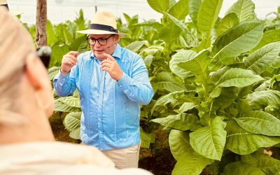 Putovanje do porekla – Davidoff cigare na Karibima